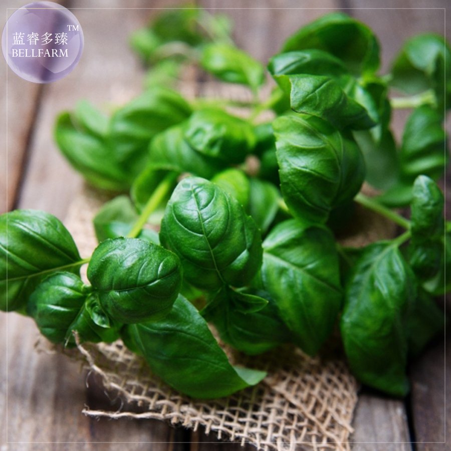 JMS  Sweet (Common) Basil Seeds, Professional Pack, 20 Seeds, Make Just About Any Dish Taste Delicio