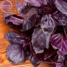 JMS  Dark Opal Basil Seeds, 20 Seeds, An Attractive Plant With Dark Purple, Crinkled Foliage And Pin
