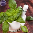 JMS  Genovese Basil Seeds, 20 Seeds, The Superior Basil For Making The Tastiest Pesto In The World 