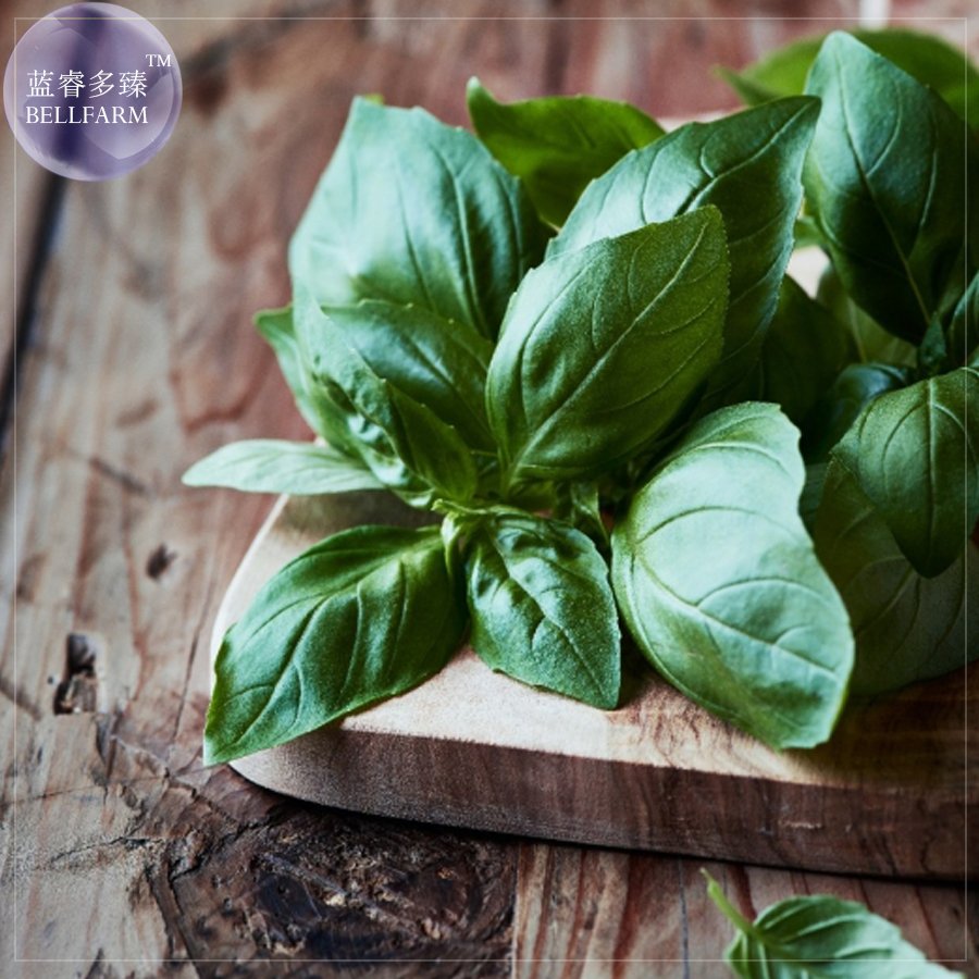 JMS  Italian Large Leaf Basil Seeds, 20 Seeds, Culinary Herb Seeds A Key Component In Many A Beloved
