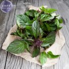 JMS  Thai Basil Seeds, 20 Seeds, A Distinctive And Pungent Basil Cultivar E4235