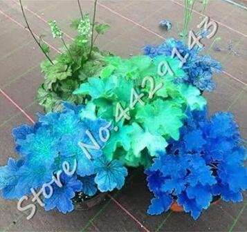 JMS Heuchera