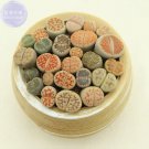 JMS  Imported Lithops Ge Kk Seeds, 10 Seeds, A Lovely Livingstones Bonsai Succulent Seeds E4243