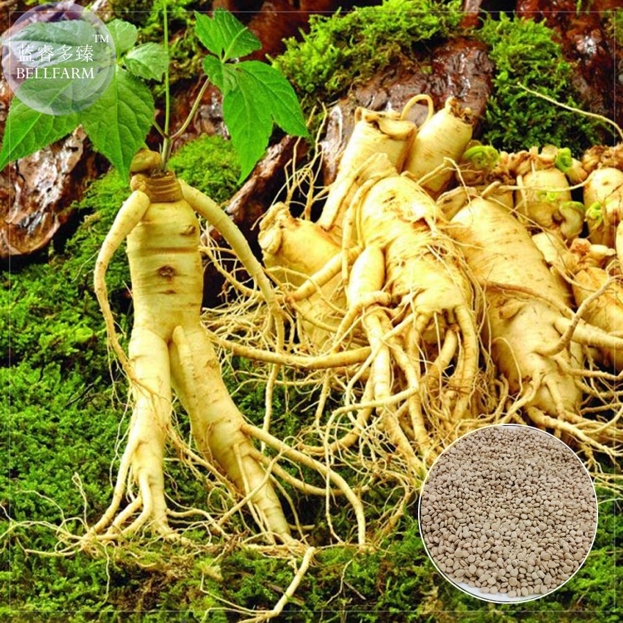 JMS  Heirloom Chinese Hardy Panax Ginseng Ashwaganda Seeds, 6 Seeds, Professional Pack, Physical Fit
