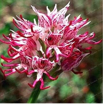 JMS Italian Man Orchid