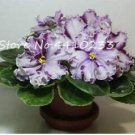 JMS Violet Rare African Flowers
