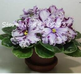 JMS Violet Rare African Flowers