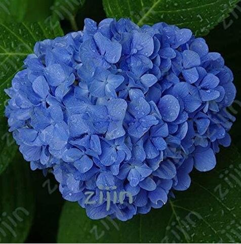 JMS Hydrangea Seeds, Blue