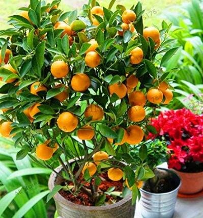 JMS Orange Plants No-Gmo