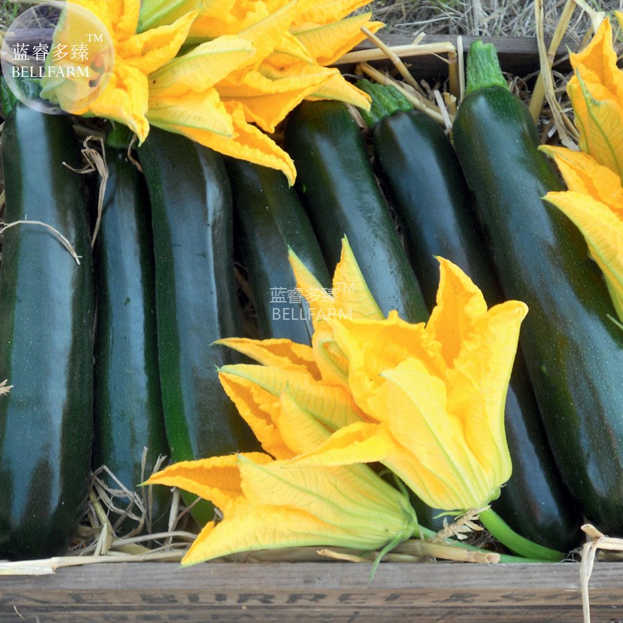 JMS  British Summer Courgette Hybrid F1 Seeds, 10 Seeds, Professional Pack, Tasty Green Vegetables E
