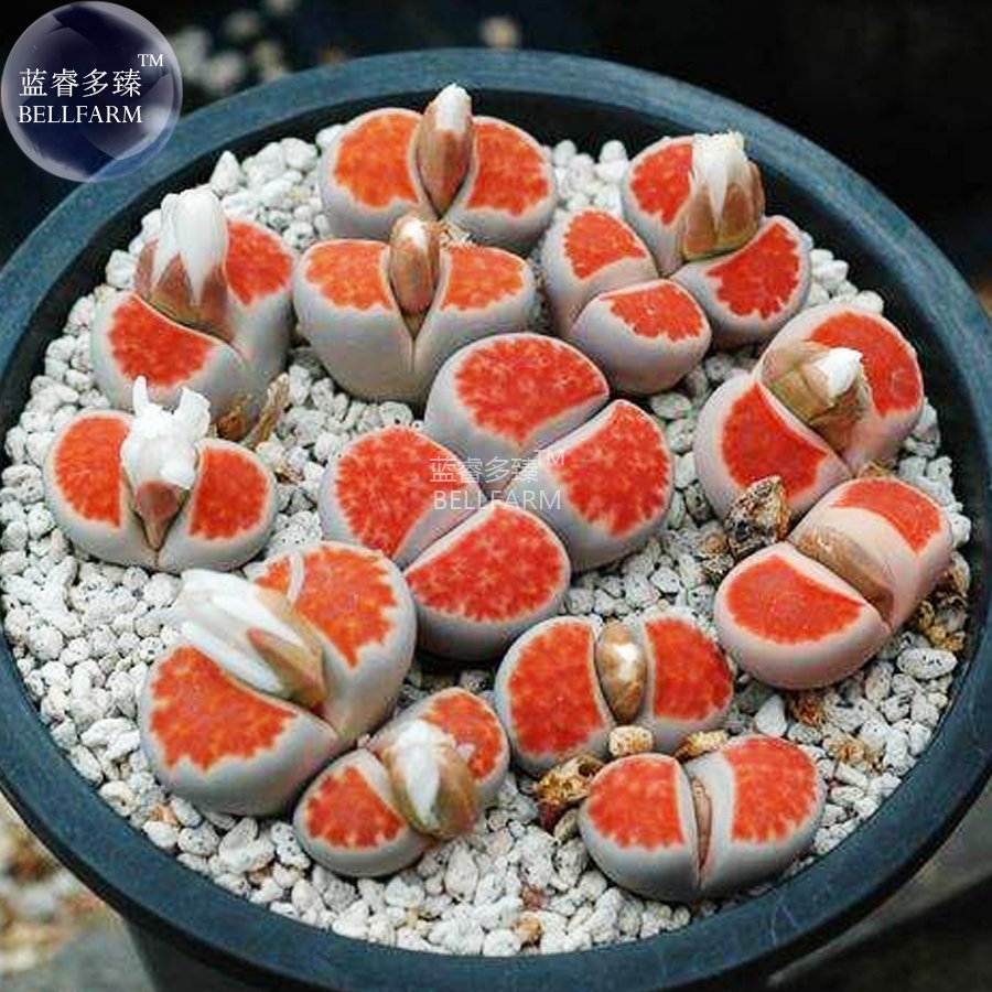 JMS  Lithops Julii 'Kosogyoku' Seeds, 10 Seeds, Lovely Bonsai Living Stones E4278