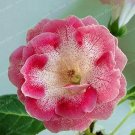 JMS Sinningia Speciosa Seeds, Pink-White Double Flowers With Many Red Spots
