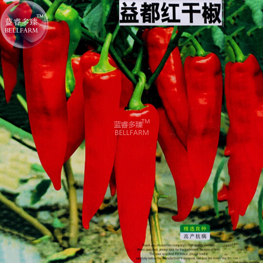 JMS  Red Hot Chili Pepper Seeds, Original Pack, 200 Seeds, Dry Hot Garden Chilli Plant Vegetables E4