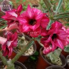 JMS  Adenium Dark Red Moon Plant Seeds, 2 Seeds, 2-Layer Dark Red Petals With Little White Stripe E4
