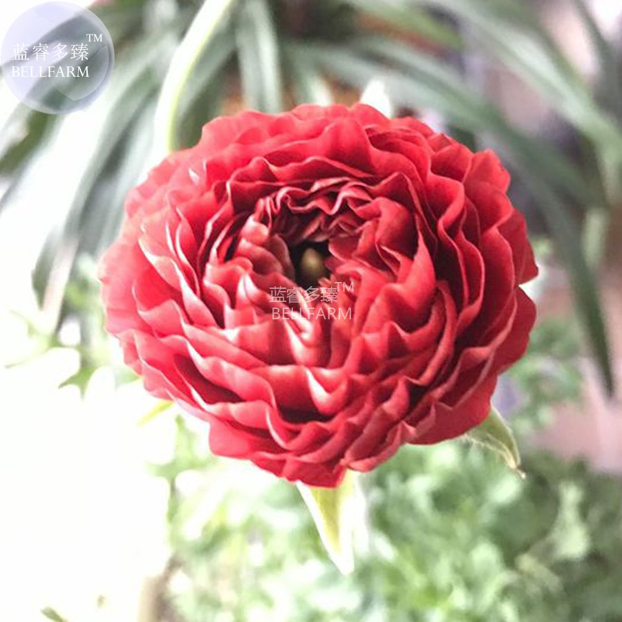 JMS  Ranunculus Asiaticus Dark Red Blooms Flower Seeds, 20 Seeds, Bonsai Persian Buttercup Garden Fl