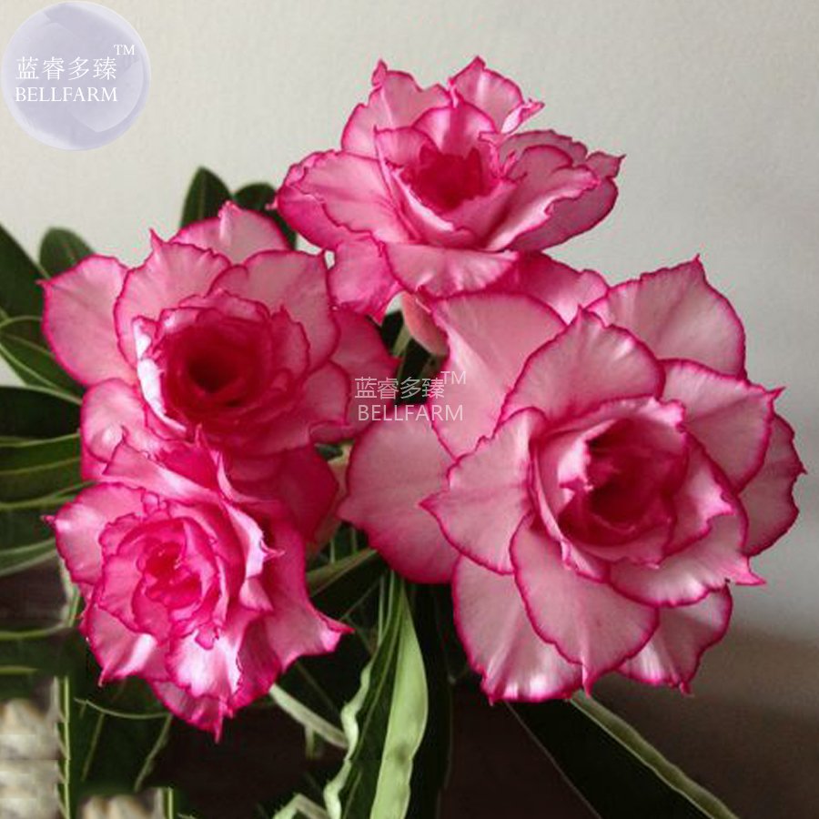 JMS  Adenium Whitish Light Pink Flowers With Rose Red Edge Seeds, 2 Seeds, 10-Layer Compact Desert R