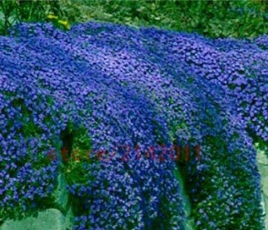 JMS 100Pcs Dark Blue  Creeping Thyme Seeds Rock Cress Ground Cover Flower