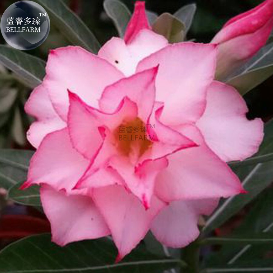 JMS  Light Pink Adenium Perennial Garden Bonsai Seeds, 2 Seeds, 6-Layer Big Bloomsn Big Blooms Home 