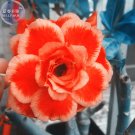 JMS  Rose Orange Adenium Desert Rose Seeds, 2 Seeds, Professional Pack, 5-Layer Orange Petals Light 