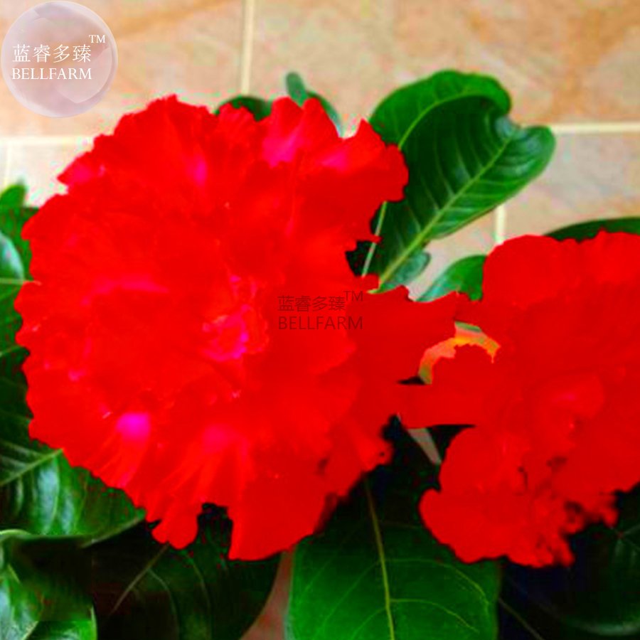 JMS  JMS Red Adenium Desert Rose Bonsai Seeds, 2 Seeds, Professional Pack, Fire Red 5-Layer Plicated