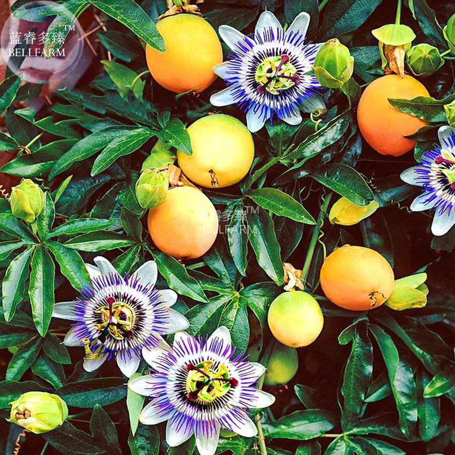 JMS  Passiflora Caerulea Passion Fruit Flowers Seeds, 30 Seeds, Tasty Yellow Fruits Purple White Flo