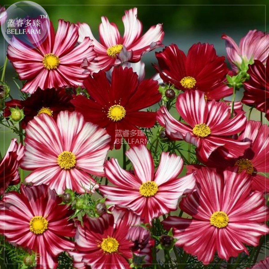 JMS  Cosmos Coreopsis Blackish Coffee Red Striped Dark Red White Rose Red Perennial Flower Seeds, 50