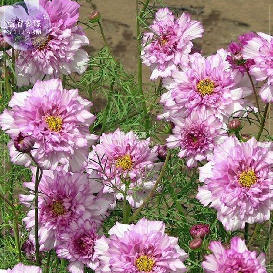JMS  Cosmos Coreopsis Double Petals Dark Red White Pink Hybrid Mix Perennial Flower Seeds, 50 Seeds,