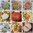 JMS  Lithops Mixed 9 Types Succulent Seeds, 10 Seeds, Professional Pack, Lovely Livingstones Bonsai 
