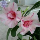 JMS  Adenium Whitish Pink Petals With Purple Stripe & Centre Flower Seeds, 2 Seeds, 2-Layer Home Gar