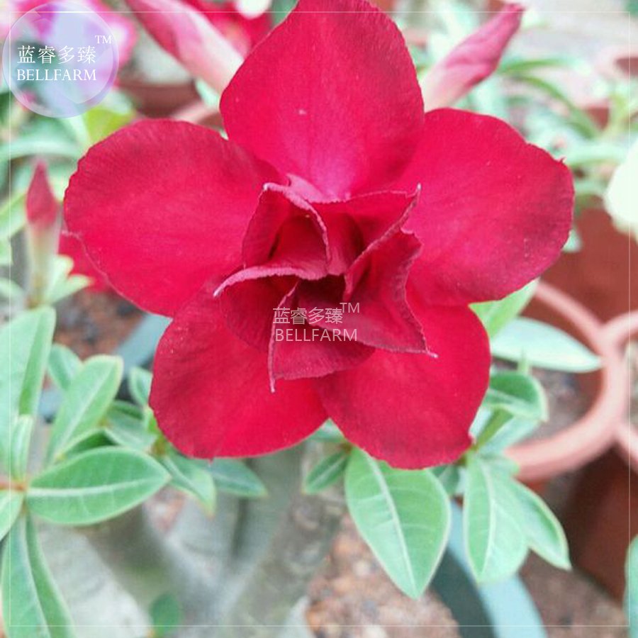 JMS  Adenium Dark Red Petals Flower Seeds, 2 Seeds, 2-Layer Big Blooms Home Garden Balcony Plants E4
