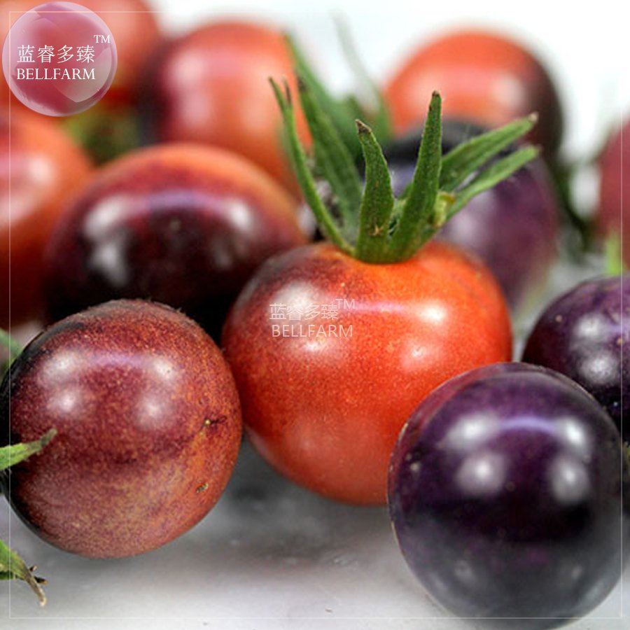 JMS  Tomato 'Blue Berries' Fruit Seeds, 100 Seeds, Professional Pack, Tasty Sweet Organic Tomato Veg