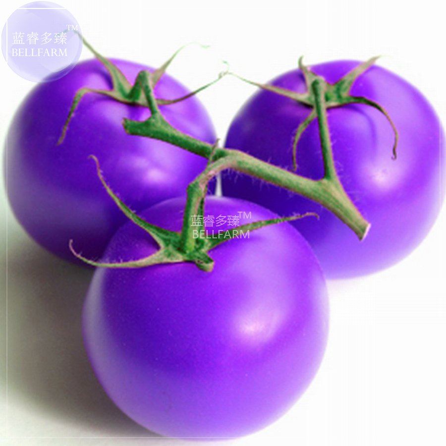 JMS  Tomato Giant Purple Fruit Seeds, 100 Seeds, Professional Pack, Tasty Organic Salad Vegetable Ho
