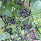 JMS  Black Nightshade Garden Huckleberry Organic Fruit Seeds, 200 Seeds, Hound'S Berry Small-Fruited