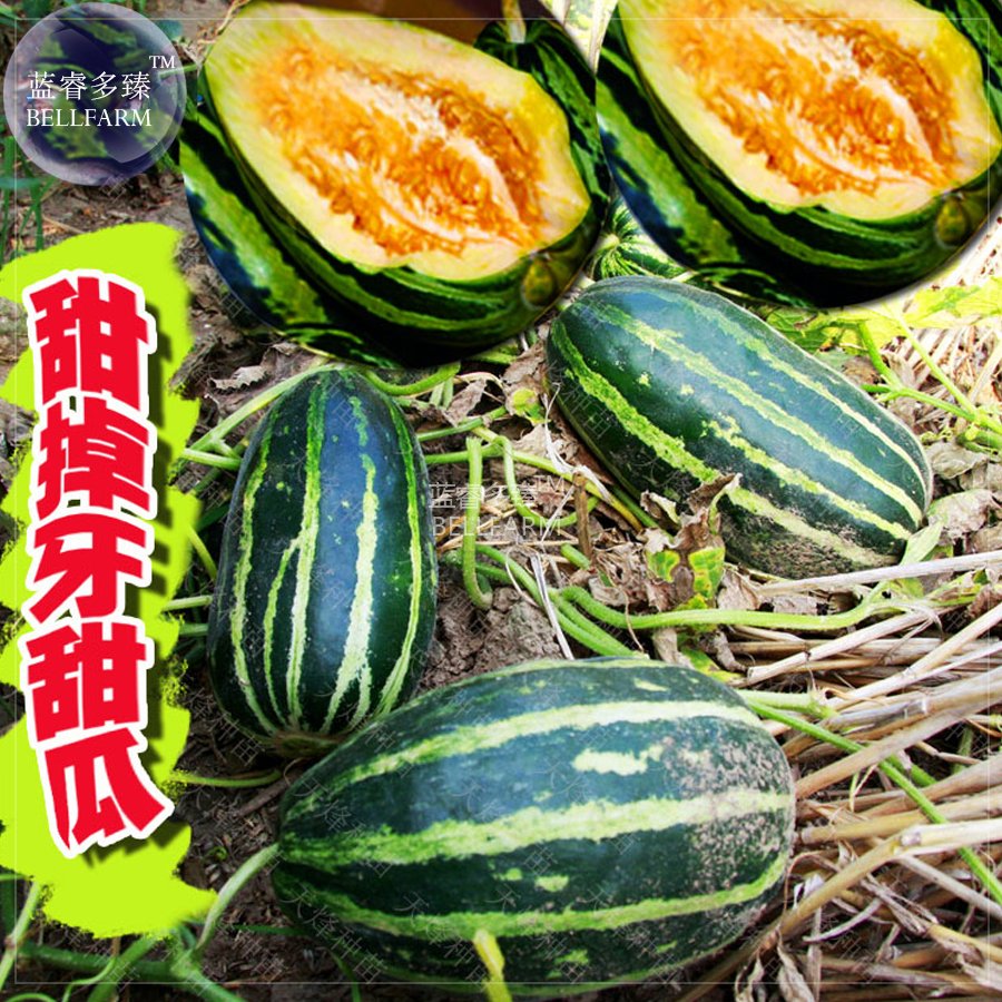 JMS  Sweet Melon Orange Inside Green Skin Organic Fruit Seeds, 70 Seeds, Early-Maturing 13% Sugar Co