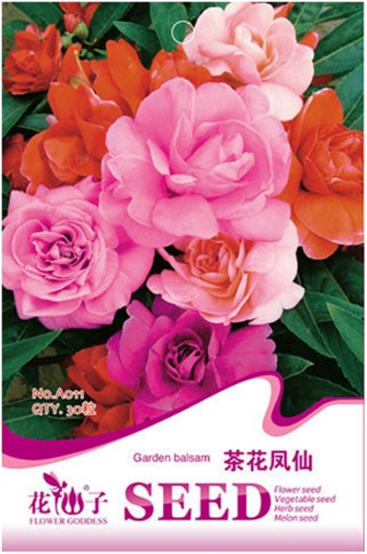 JMS  Red Garden Balsam Organic Female Flower Seeds, 20 Seeds, Original Pack, 20-30Cm Tall Big Double