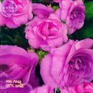 JMS  Purple Balsam Perennial Flower Seeds, 20 Seeds, Original Pack, Courtyard Plants Camellia Impati