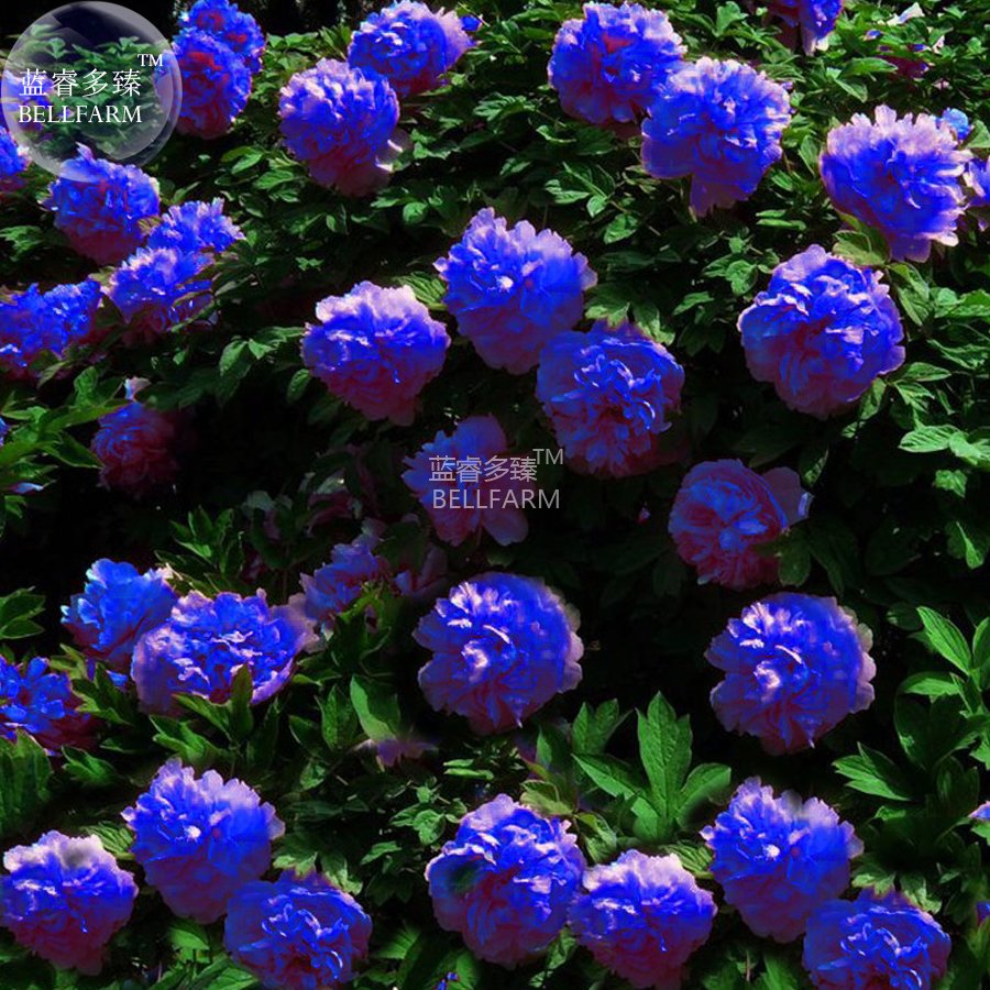 JMS  Peony Dark Blue Climbing Flower Seeds, 5 Seeds, Professional Pack, Big Blooms Home Garden Peren