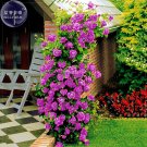 JMS  Rose Purple Compact Climbing Flower Seeds, 50 Seeds, Professional Pack, Big Blooms Home Garden 