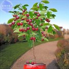 JMS  Dwarf Cherry Tree Self- Fertile Fruit Tree Bonsai Seeds, 10 Seeds, Professional Pack, Giant Dar
