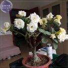 JMS  Adenium White Yellow Bonsai Tree Flower Seeds, 2 Seeds, 4-Layer Desert Rose Fragrant Big Blooms
