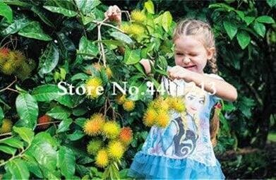 JMS Mixed Rambutan Fruit Malaysia Miracle Non-Gmo Fruit Seeds