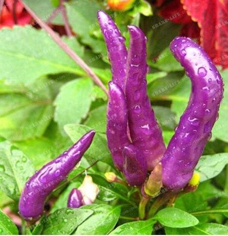 JMS Rare Purple Carolina Reaper Pepper Seed ( Chilli )
