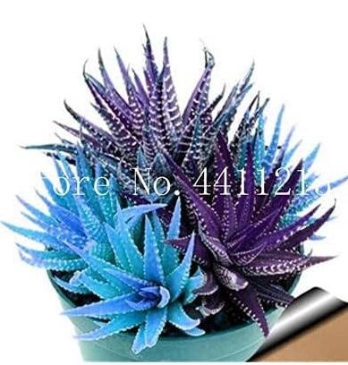 JMS Colorful Rare Cactus Aloe Bonsai Seeds
