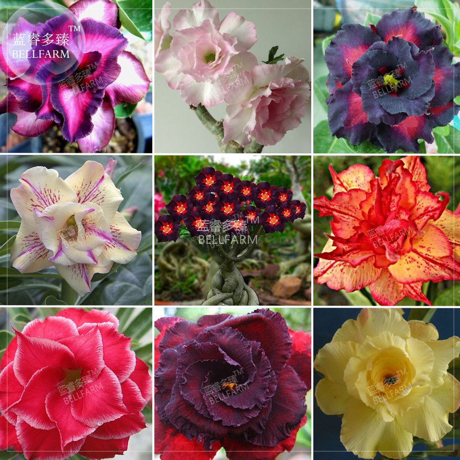 JMS  Adenium Mixed 9 Types Double Petals Flower Seeds, 100 Seeds / Pack, Professional Pack, Heirloom