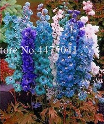 JMS Dendrobium Orchid Plants Potted Seeds