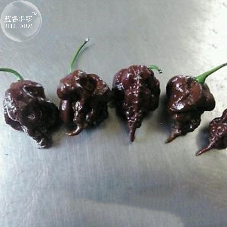 JMS  Pepper Hot Black Carolina Reaper Chili Seeds, 10 Seeds, Professional Pack, Possibly Worlds Hott