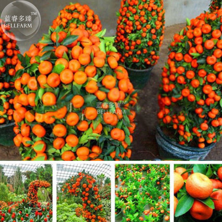 JMS  Orange Bonsai Potted Fruit Tree Seeds, 20 Seeds, Professional Pack, Smal Sweet Juicy Garden Ora