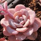 JMS  Echeveria Lauii Pink Succulent Lovely Plant Seeds, Professional Pack, 100% Right Varieties Bons