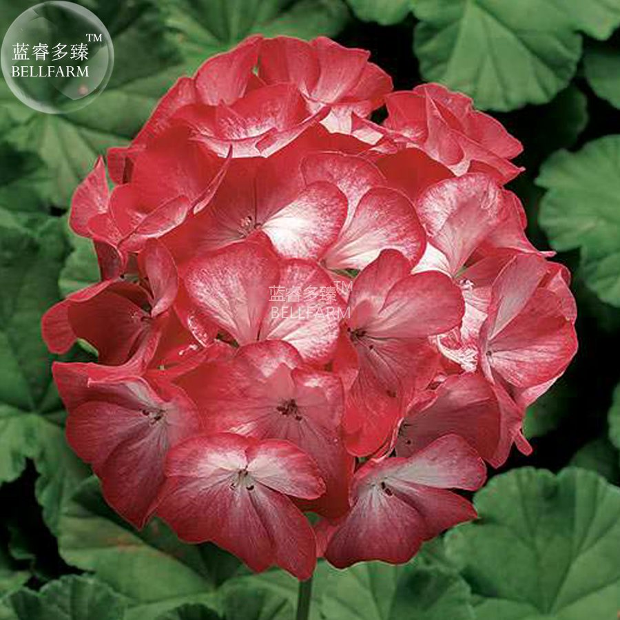 JMS  Geranium 'Scarlet Star' Perennial Flower Seeds, 10 Seeds, Scarlet-Red Flowers With Splashes Of 