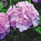 JMS  Geranium Light Lavender-Pink Flowers Seeds, 10 Seeds, Professional Pack, Heat Tolerance Big Blo